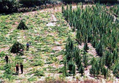 Italijanska policija: Albansko selo Lazarat izvezlo marihuane za 4,5 milijarde eura Italijanska policija: Albansko selo Lazarat izvezlo marihuane za 4,5 milijarde eura