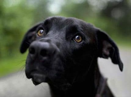 Zlostavljani psi izazivaju više empatije nego zlostavljani ljudi Zlostavljani psi izazivaju više empatije nego zlostavljani ljudi