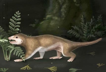 Nova naučna zagonetka: Da li je drevni predak ljudi - gmizavac? Nova naučna zagonetka: Da li je drevni predak ljudi - gmizavac?