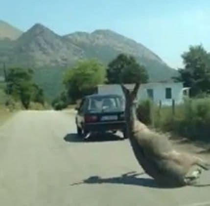 MUP: Krivična prijava protiv Ulcinjana zbog sumnje da je mučio magarca MUP: Krivična prijava protiv Ulcinjana zbog sumnje da je mučio magarca