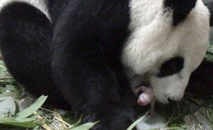 Treća panda rođena u bečkom Zoološkom vrtu Treća panda rođena u bečkom Zoološkom vrtu