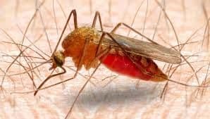 Pobjeda: Virus Zapadnog Nila stigao u Crnu Goru Pobjeda: Virus Zapadnog Nila stigao u Crnu Goru