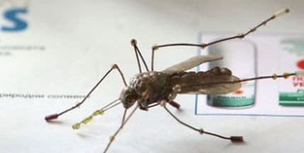 Srbija: Do sada 65 zaraženih virusom Zapadnog Nila Srbija: Do sada 65 zaraženih virusom Zapadnog Nila