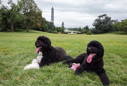 Sani je novi pas porodice Obama Sani je novi pas porodice Obama