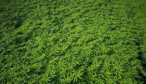 Urugvaj: Do kraja godine kanabis u slobodnoj prodaji Urugvaj: Do kraja godine kanabis u slobodnoj prodaji