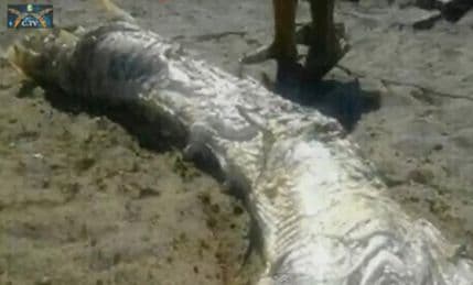 VIDEO: Misteriozno morsko čudovište pronađeno na obali Španije VIDEO: Misteriozno morsko čudovište pronađeno na obali Španije