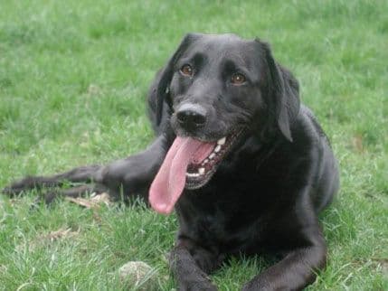 Djevojčica pokrenula posao da bi kupila psa Djevojčica pokrenula posao da bi kupila psa