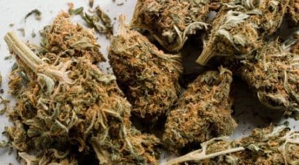 Albanija: Zaplijenjena tona marihuane Albanija: Zaplijenjena tona marihuane