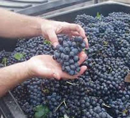 DN: Neizvjesan otkup grožđa DN: Neizvjesan otkup grožđa