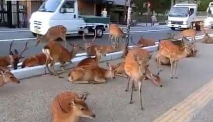 VIDEO: Jeleni okupirali grad u Japanu  VIDEO: Jeleni okupirali grad u Japanu