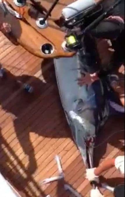 Pogledajte: Sabljarka od 160 kilograma uskočila u čamac Pogledajte: Sabljarka od 160 kilograma uskočila u čamac