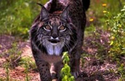 JP Nacionalni parkovi: Počelo istraživanje stanja populacije ugrožene vrste Balkanskog risa JP Nacionalni parkovi: Počelo istraživanje stanja populacije ugrožene vrste Balkanskog risa