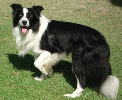 VIDEO: Upoznajte najpametnijeg psa na svijetu VIDEO: Upoznajte najpametnijeg psa na svijetu