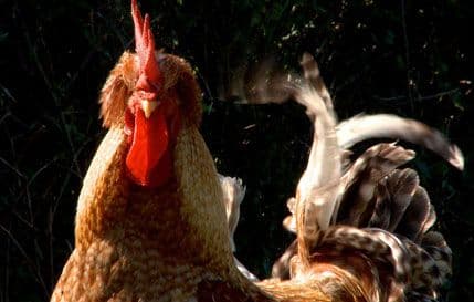 Perovićevom „Kokotu“ nagrada austrijskog Festivala nacija Perovićevom „Kokotu“ nagrada austrijskog Festivala nacija