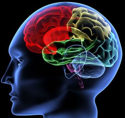 Napravljen i mozak u epruveti Napravljen i mozak u epruveti