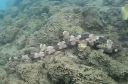 VIDEO: Otkrivena nova vrsta morskih pasa VIDEO: Otkrivena nova vrsta morskih pasa