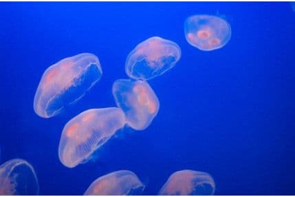 U Sredozemnom moru sve više meduza U Sredozemnom moru sve više meduza