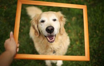 Najtiše rase pasa Najtiše rase pasa