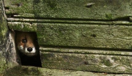 Napuštena kuća postala je dom šumskim stvorenjima Napuštena kuća postala je dom šumskim stvorenjima