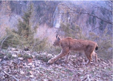 PEROVIĆ: Ris pred nestajanjem, posljednja je prilika za spas šumskog samotnjaka PEROVIĆ: Ris pred nestajanjem, posljednja je prilika za spas šumskog samotnjaka
