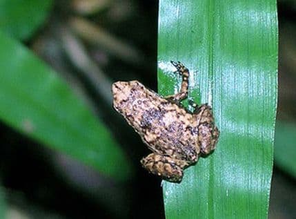 Minijaturna žaba sa Sejšela čuje - na usta Minijaturna žaba sa Sejšela čuje - na usta