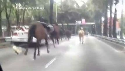 Pogledajte haos koji su policijski konji napravili u Meksiko Sitiju Pogledajte haos koji su policijski konji napravili u Meksiko Sitiju
