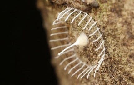 Misterija u Amazonu: Minijaturne bijele kule na drveću zbunjuju naučnike Misterija u Amazonu: Minijaturne bijele kule na drveću zbunjuju naučnike