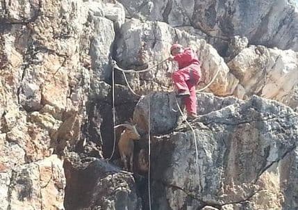 Neobična akcija: Spašen jarac sa litica Zagore Neobična akcija: Spašen jarac sa litica Zagore