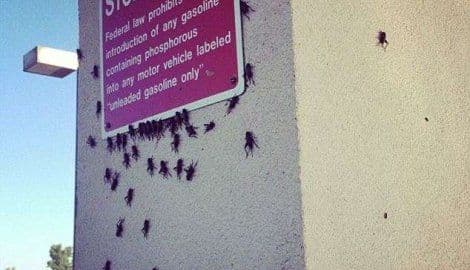 Kao da je Sudnji dan: Najezda “cvrčaka-kanibala” u Oklahomi Kao da je Sudnji dan: Najezda “cvrčaka-kanibala” u Oklahomi