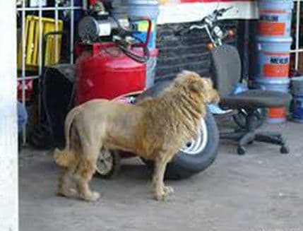 Kuvajt: Prolaznik uhvatio odbjeglog lava Kuvajt: Prolaznik uhvatio odbjeglog lava