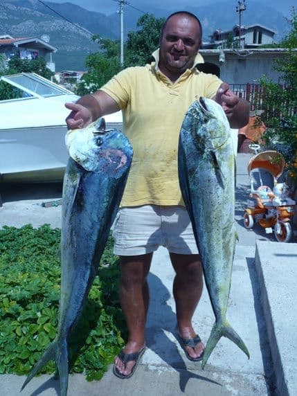 Mirove lampuge od 8 i 11 kila Mirove lampuge od 8 i 11 kila