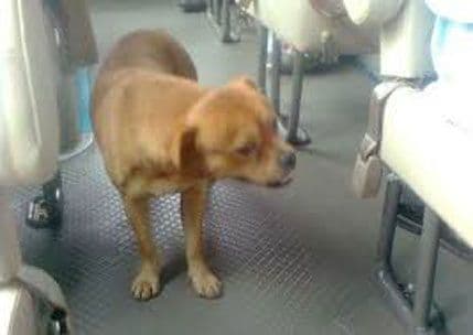 VIDEO: Vjerni pas svakog dana traži svog vlasnika u autobusu VIDEO: Vjerni pas svakog dana traži svog vlasnika u autobusu