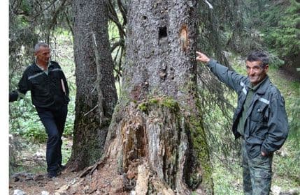 NP Durmitor počeo dodjelu drva za ogrijev  NP Durmitor počeo dodjelu drva za ogrijev