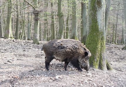 Svinja popila 18 piva, napala kravu i pala u nesvjest Svinja popila 18 piva, napala kravu i pala u nesvjest