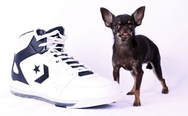 Najmanji pas na svijetu živi u Portoriku Najmanji pas na svijetu živi u Portoriku