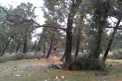 Glavni grad: Bespravna sječa stabala poprimila zabrinjavajuće razmjere Glavni grad: Bespravna sječa stabala poprimila zabrinjavajuće razmjere