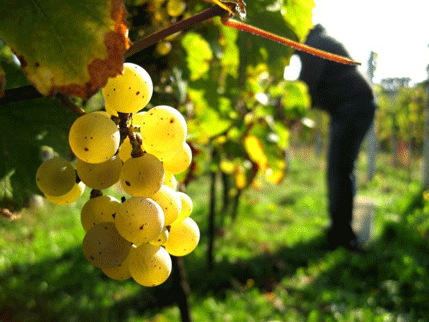 Novi trend: Bijelo vino boje u crveno Novi trend: Bijelo vino boje u crveno