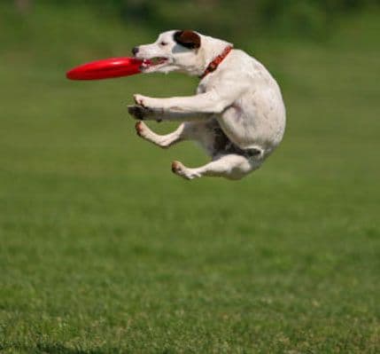 Kako smiriti hiperaktivnog psa? Kako smiriti hiperaktivnog psa?