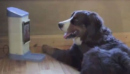 VIDEO: Uređaj protiv anksioznosti i usamljenosti psa VIDEO: Uređaj protiv anksioznosti i usamljenosti psa