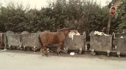 Čija su nadležnost napuštene životinje? Čija su nadležnost napuštene životinje?