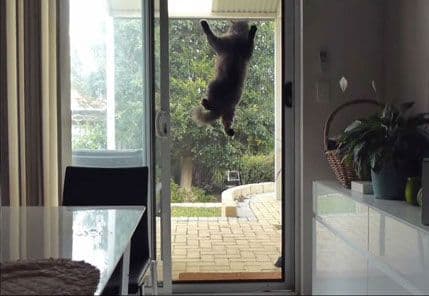 VIDEO: Ova supermačka će vas oduševiti VIDEO: Ova supermačka će vas oduševiti