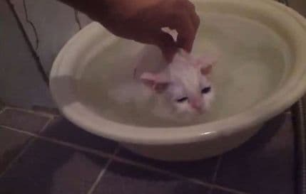 VIDEO: Ova mačka ne želi da izađe iz vode VIDEO: Ova mačka ne želi da izađe iz vode