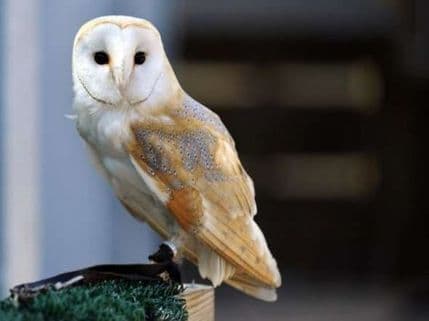 Sova odnijela vjenčane burme i zaspala na krovu crkve Sova odnijela vjenčane burme i zaspala na krovu crkve