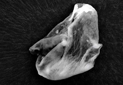 Vanzemaljski mikrobi u Zemljinoj atmosferi?! Vanzemaljski mikrobi u Zemljinoj atmosferi?!