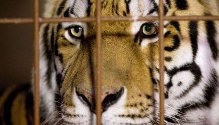 Tigar ubio čuvara zoološkog vrta Tigar ubio čuvara zoološkog vrta