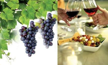 Vinova loza - ljekovita od lista do ploda Vinova loza - ljekovita od lista do ploda