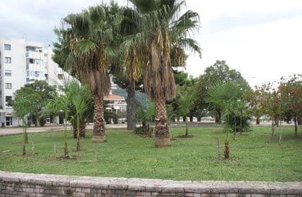 Bar: Zasađeno 22 donirane palme Bar: Zasađeno 22 donirane palme