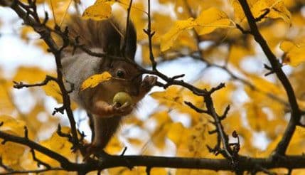 Stigla jesen Stigla jesen
