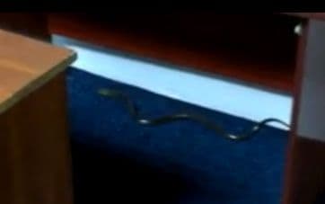 VIDEO: Zmija ušla u čitaonicu Studentskog doma VIDEO: Zmija ušla u čitaonicu Studentskog doma
