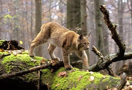 CZIP: Trening o prikupljanju podataka o balkanskom risu CZIP: Trening o prikupljanju podataka o balkanskom risu